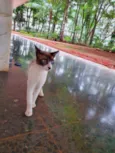 Siamês 