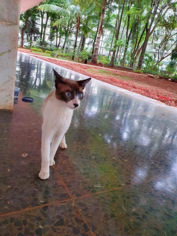 Gato ra a Siamês  idade 7 a 11 meses nome Siamês 