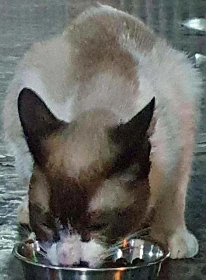 Gato ra a Siamês  idade 7 a 11 meses nome Siamês 