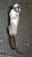 Siamês 