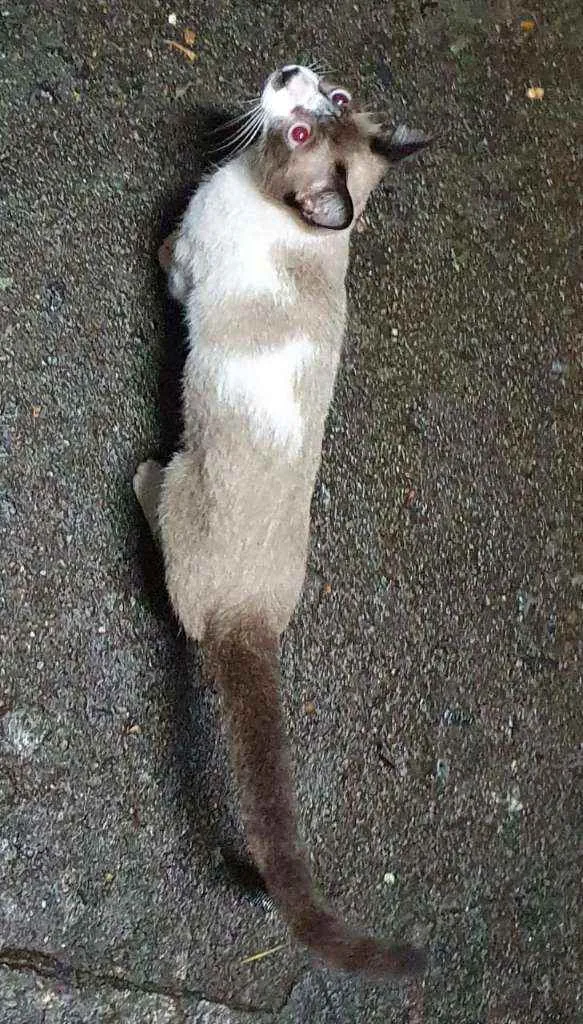 Gato ra a Siamês  idade 7 a 11 meses nome Siamês 
