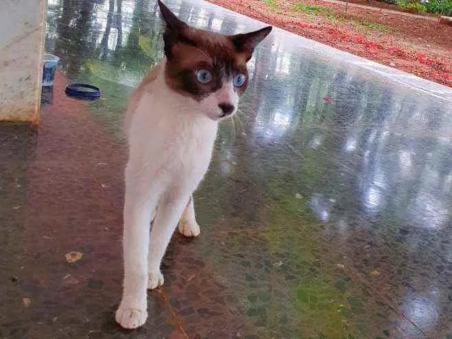 Gato raça Siamês  idade 7 a 11 meses nome Siamês 