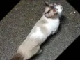 Siamês 