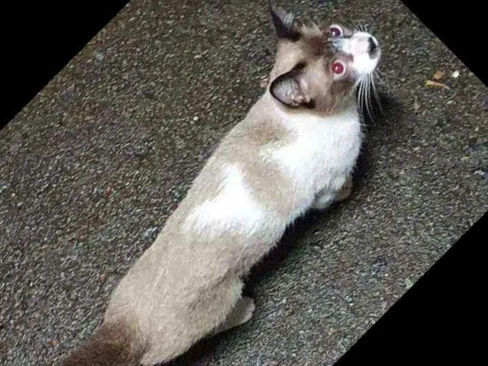Gato ra a Siamês  idade 7 a 11 meses nome Siamês 