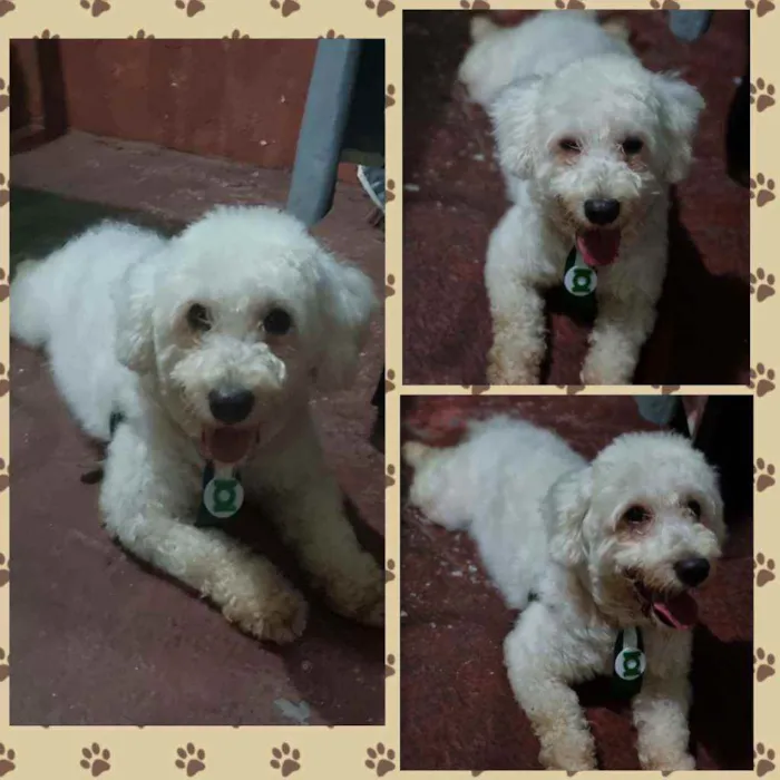 Cachorro ra a Poodle idade 1 ano nome Não sei