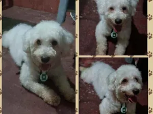 Cachorro raça Poodle idade 1 ano nome Não sei