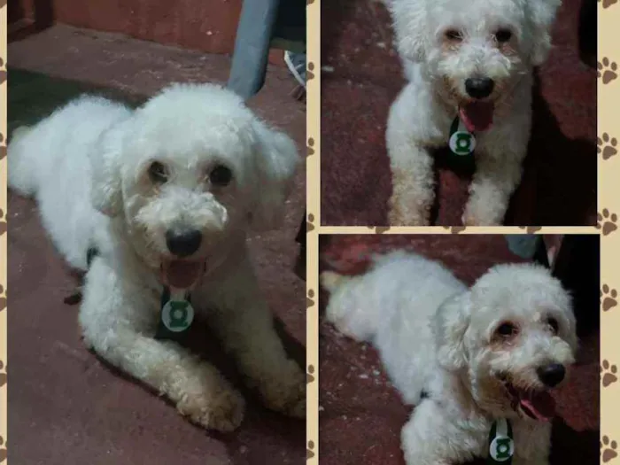 Cachorro ra a Poodle idade 1 ano nome Não sei