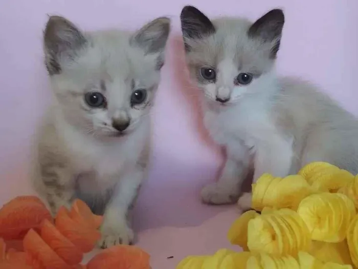Gato ra a SRD-ViraLata idade Abaixo de 2 meses nome filhotes