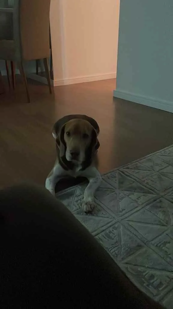 Cachorro ra a Beagle idade 5 anos nome Spike