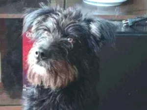 Cachorro raça Border Collie misturada  idade 1 ano nome Chanel