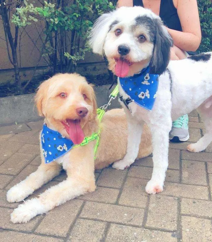 Cachorro raça  idade 4 anos nome SPOT E CARAMELO