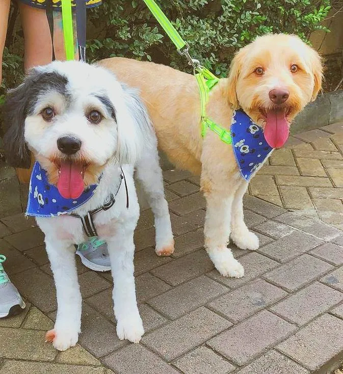 Cachorro raça  idade 4 anos nome SPOT E CARAMELO