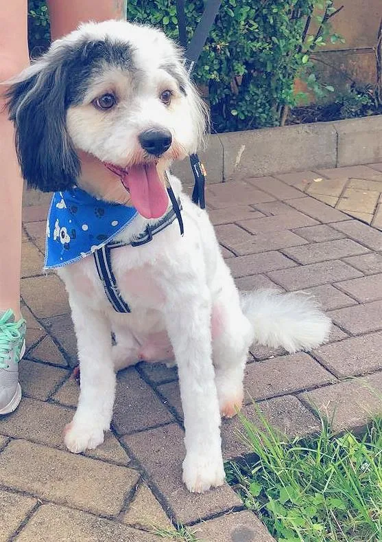 Cachorro raça  idade 4 anos nome SPOT E CARAMELO