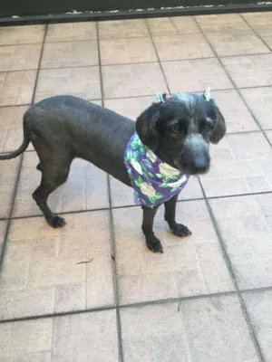 Cachorro raça  idade 5 anos nome MELINDA