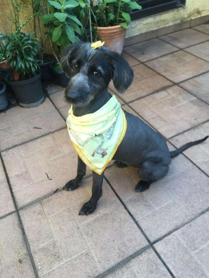 Cachorro raça  idade 5 anos nome MELINDA