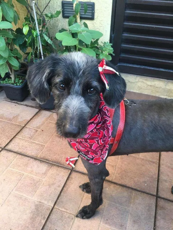 Cachorro raça  idade 5 anos nome MELINDA