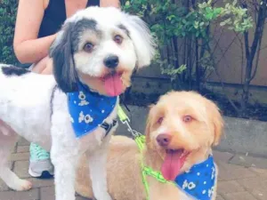 Cachorro raça  idade 4 anos nome SPOT E CARAMELO