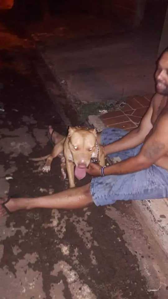 Cachorro ra a Pitbul idade 2 anos nome Zeus