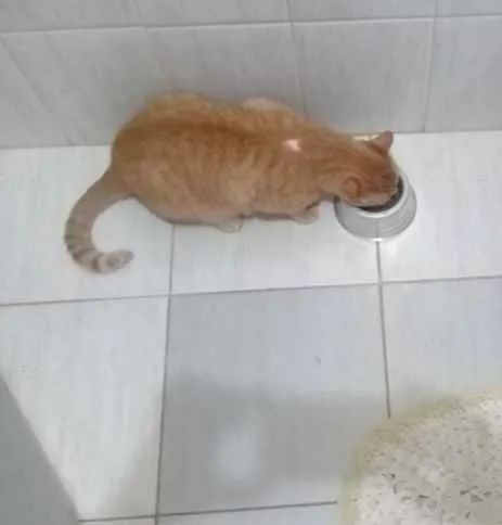 Gato ra a SRD idade 3 anos nome Fubazinho