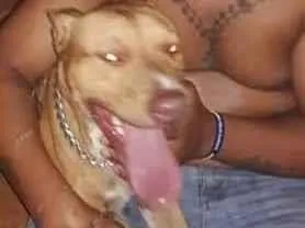 Cachorro ra a Pitbul idade 2 anos nome Zeus