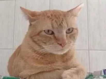 Gato raça SRD idade 3 anos nome Fubazinho