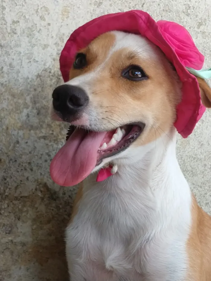 Cachorro ra a SEM RAÇA DEFINIDA.  idade 2 a 6 meses nome PEQUENA.