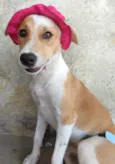 PEQUENA.
