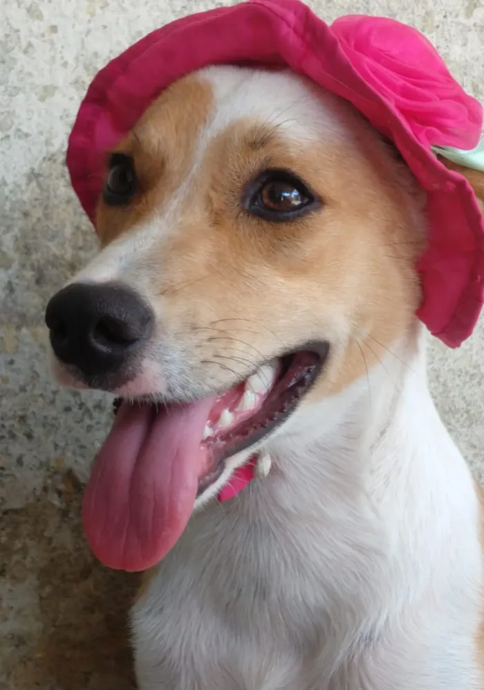 Cachorro ra a SEM RAÇA DEFINIDA.  idade 2 a 6 meses nome PEQUENA.