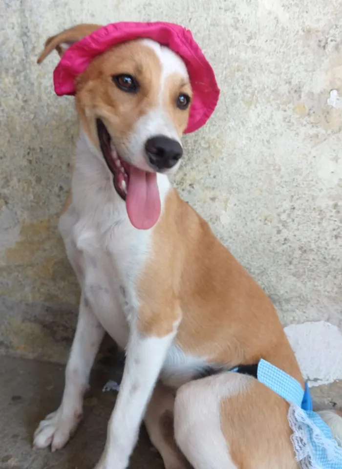 Cachorro ra a SEM RAÇA DEFINIDA.  idade 2 a 6 meses nome PEQUENA.