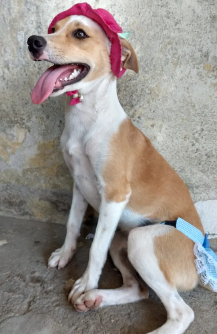 Cachorro ra a SEM RAÇA DEFINIDA.  idade 2 a 6 meses nome PEQUENA.