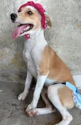 PEQUENA.