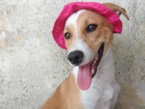 Cachorro raça SEM RAÇA DEFINIDA.  idade 2 a 6 meses nome PEQUENA.