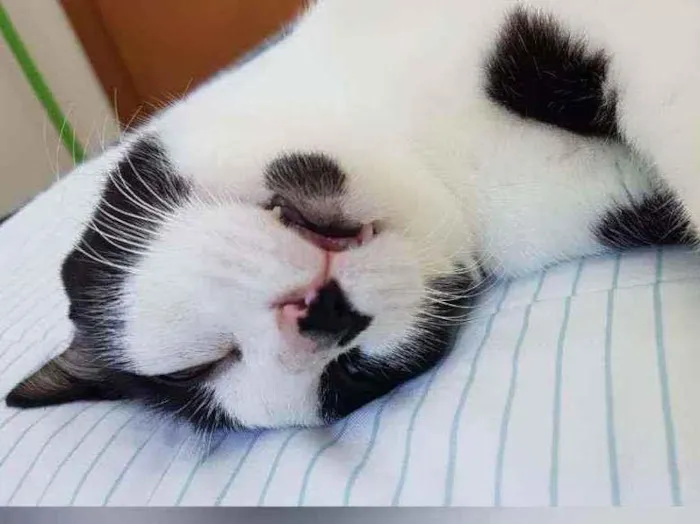 Gato raça Sem raça definida  idade 2 a 6 meses nome Safira