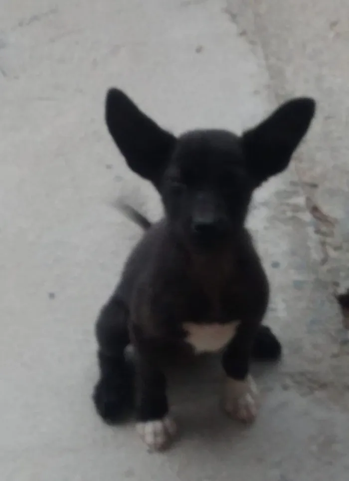 Cachorro ra a misto idade 2 a 6 meses nome sem nomes