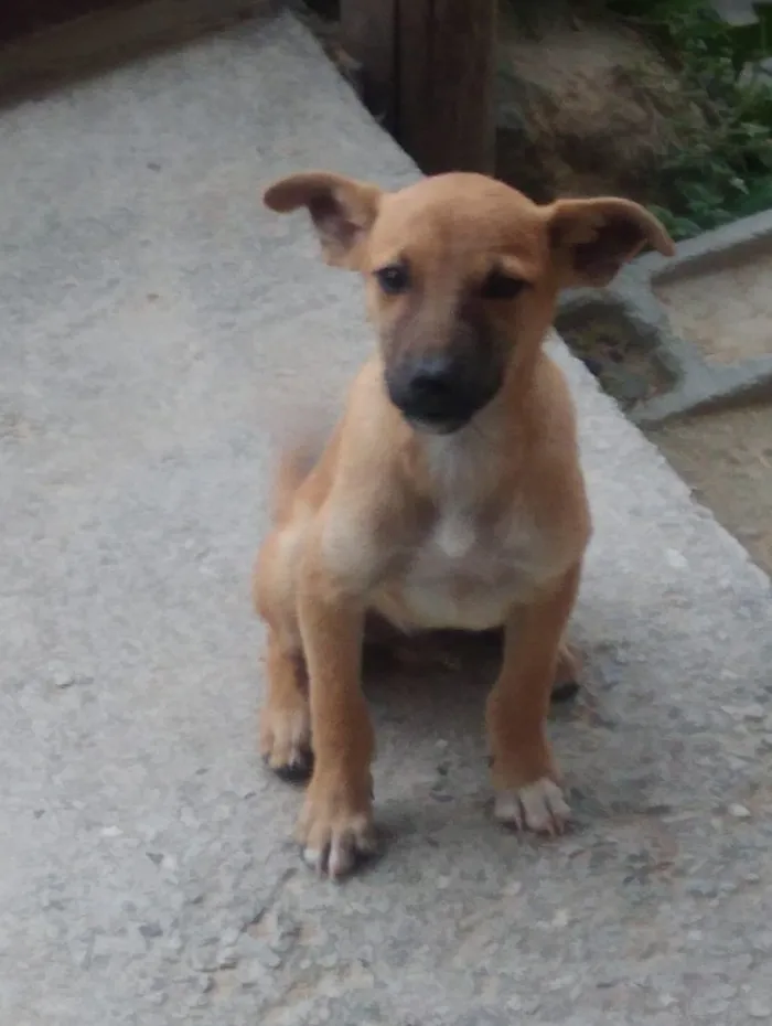 Cachorro ra a misto idade 2 a 6 meses nome sem nomes