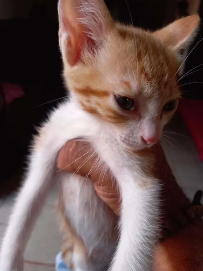 Gato ra a SRD-ViraLata idade Abaixo de 2 meses nome Amarelo