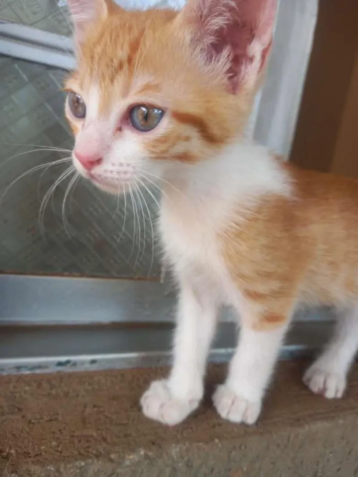 Gato ra a SRD-ViraLata idade Abaixo de 2 meses nome Amarelo