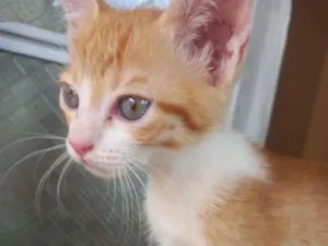 Gato raça SRD-ViraLata idade Abaixo de 2 meses nome Amarelo