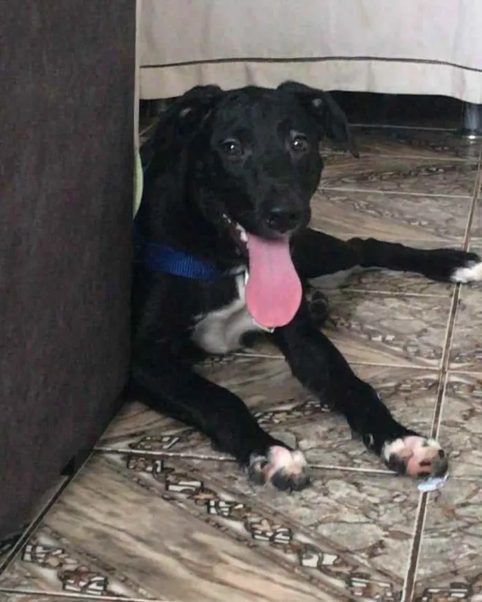 Cachorro ra a SRD idade 1 ano nome Lui