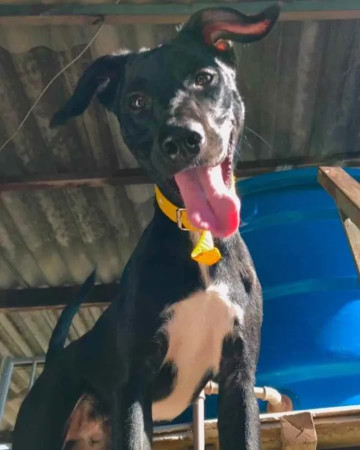 Cachorro ra a SRD idade 1 ano nome Lui