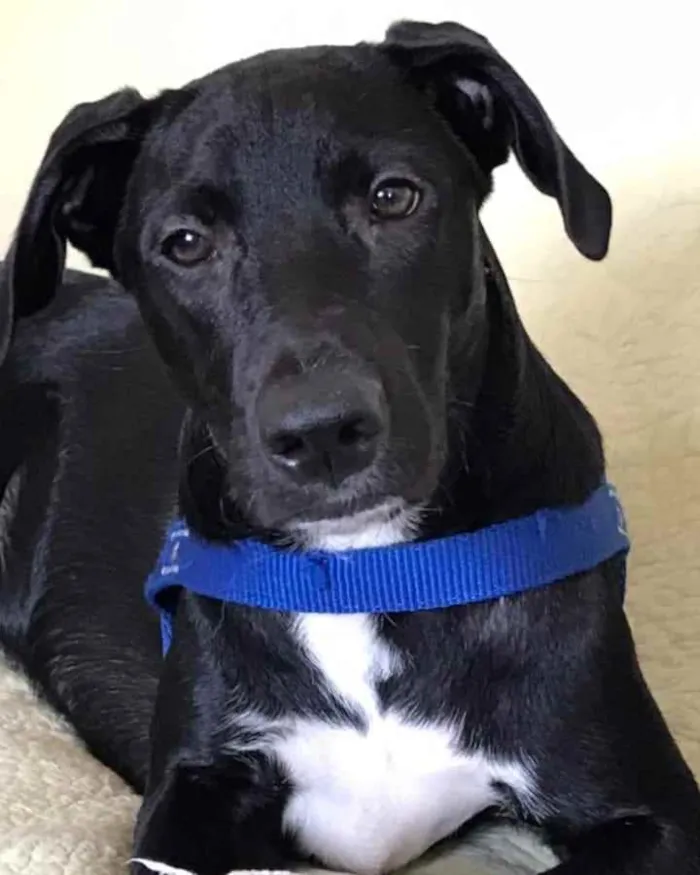 Cachorro ra a SRD idade 1 ano nome Lui
