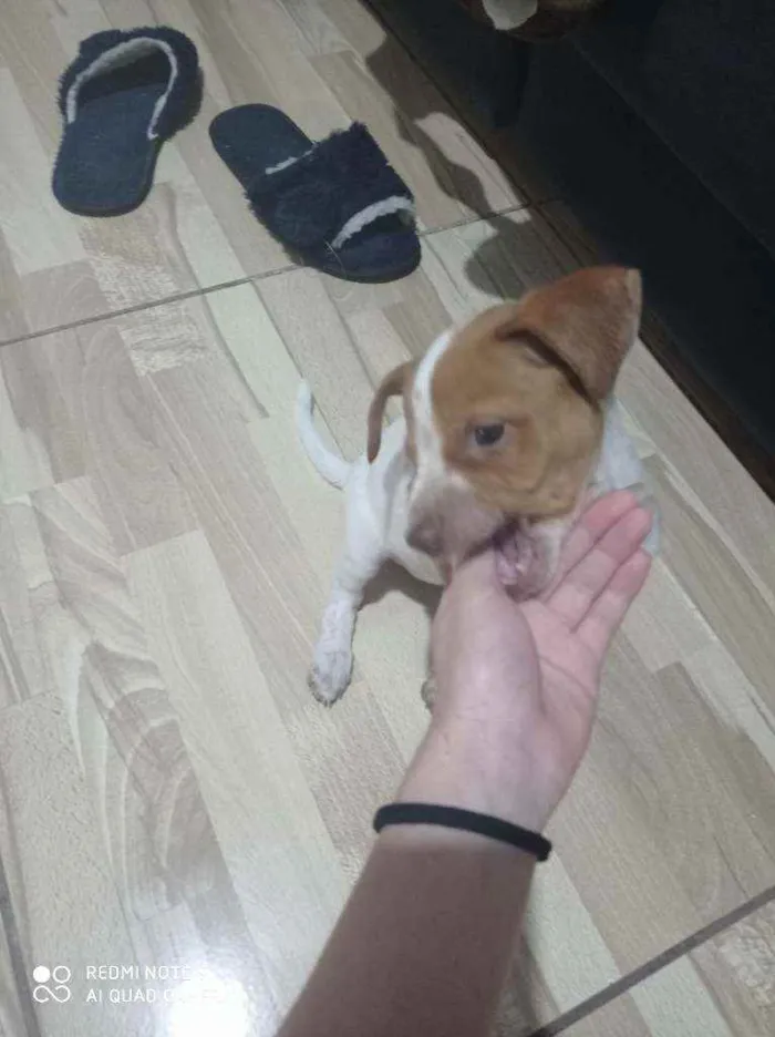 Cachorro ra a Vira lata idade 2 a 6 meses nome Luna