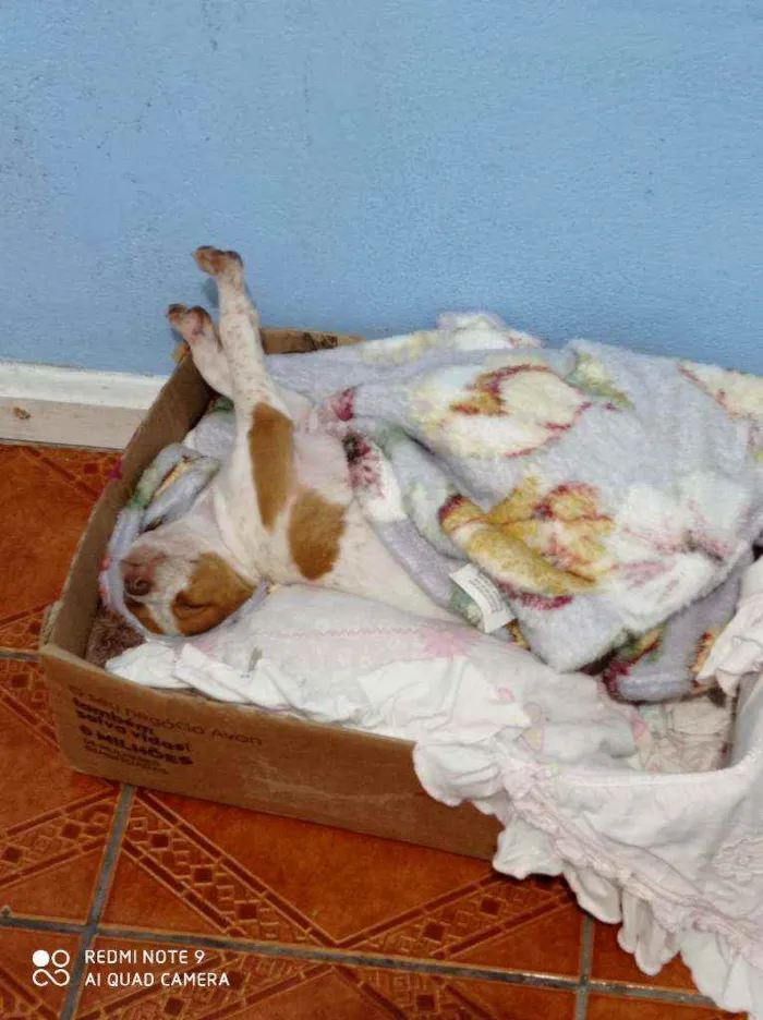 Cachorro ra a Vira lata idade 2 a 6 meses nome Luna