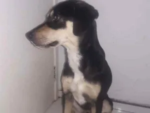 Cachorro raça Vira lata com capa preta  idade 2 anos nome Zucca