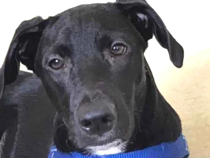 Cachorro ra a SRD idade 1 ano nome Lui