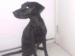 Cachorro raça Labradora misturada vira lata  idade 3 anos nome Stella