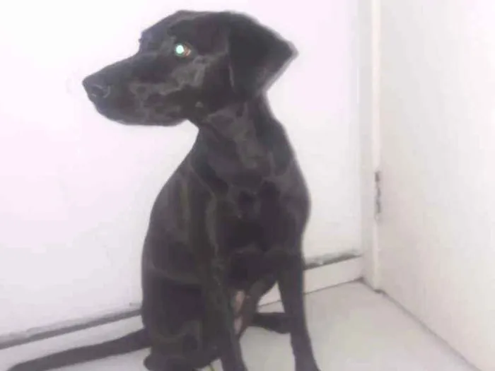 Cachorro ra a Labradora misturada vira lata  idade 3 anos nome Stella