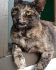 Gatinha Castrada
