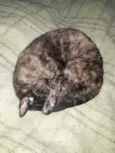 Gatinha Castrada