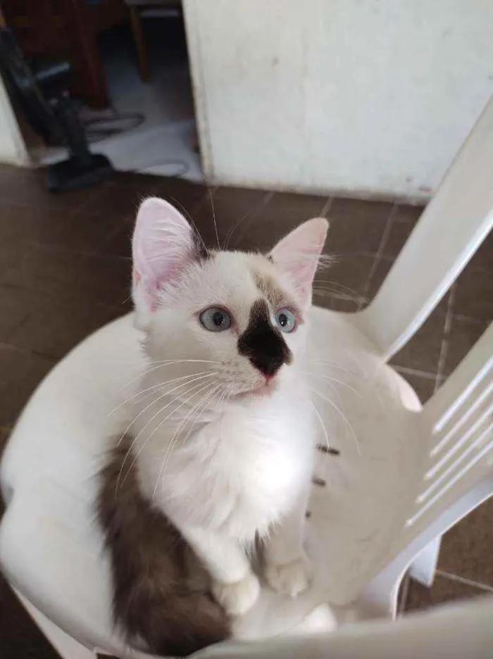 Gato ra a Sem raça definida idade 2 a 6 meses nome Fofo